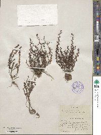 Veronica peregrina var. xalapensis image