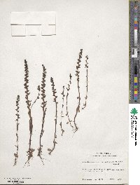 Veronica peregrina var. xalapensis image