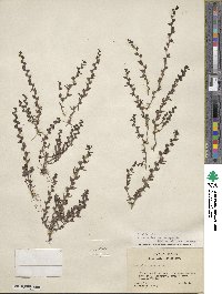 Veronica peregrina var. xalapensis image