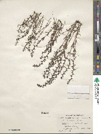 Veronica peregrina var. xalapensis image