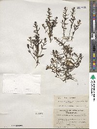 Veronica peregrina var. xalapensis image