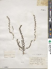 Veronica peregrina var. xalapensis image