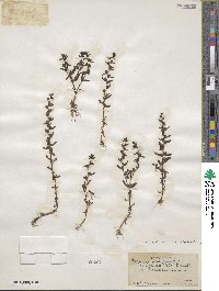 Veronica peregrina var. xalapensis image