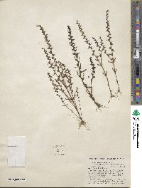 Veronica peregrina var. xalapensis image