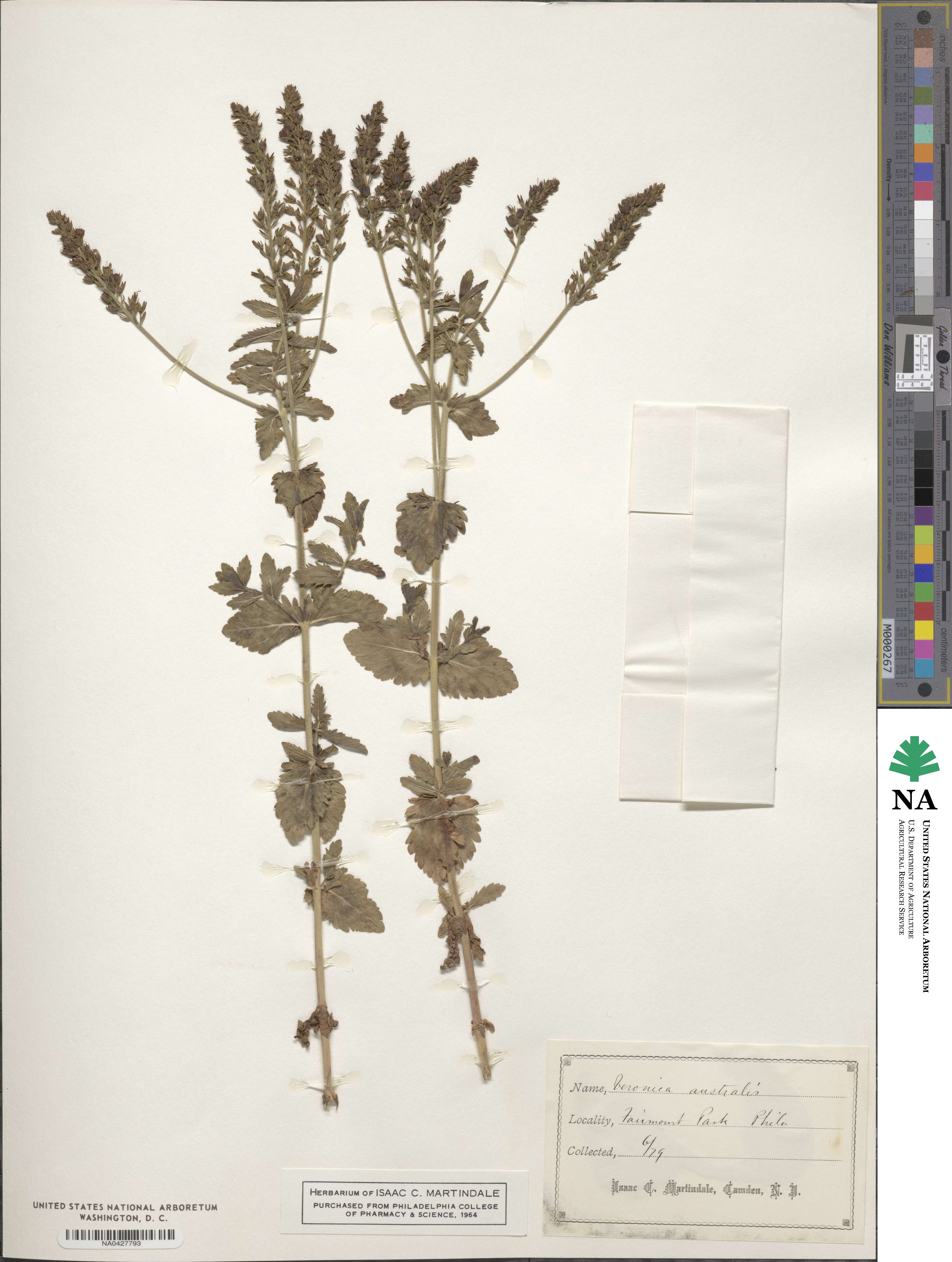 Veronica spicata image