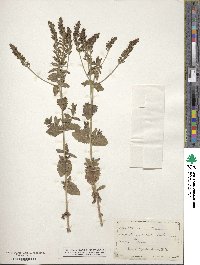 Veronica spicata image