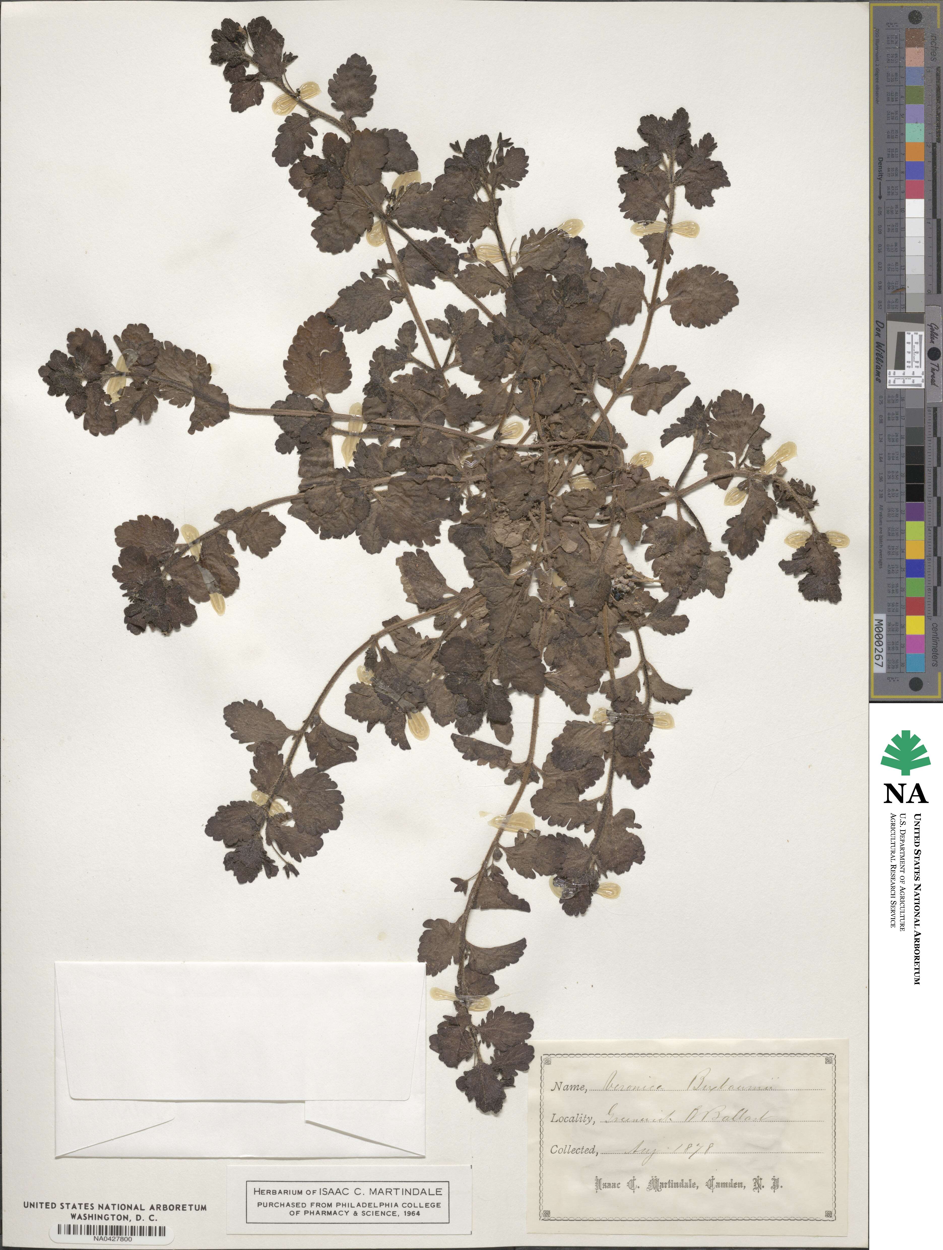 Veronica persica image