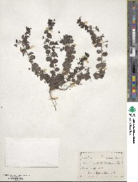 Veronica persica image