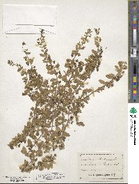 Veronica persica image