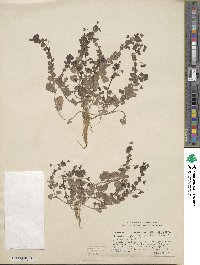 Veronica persica image