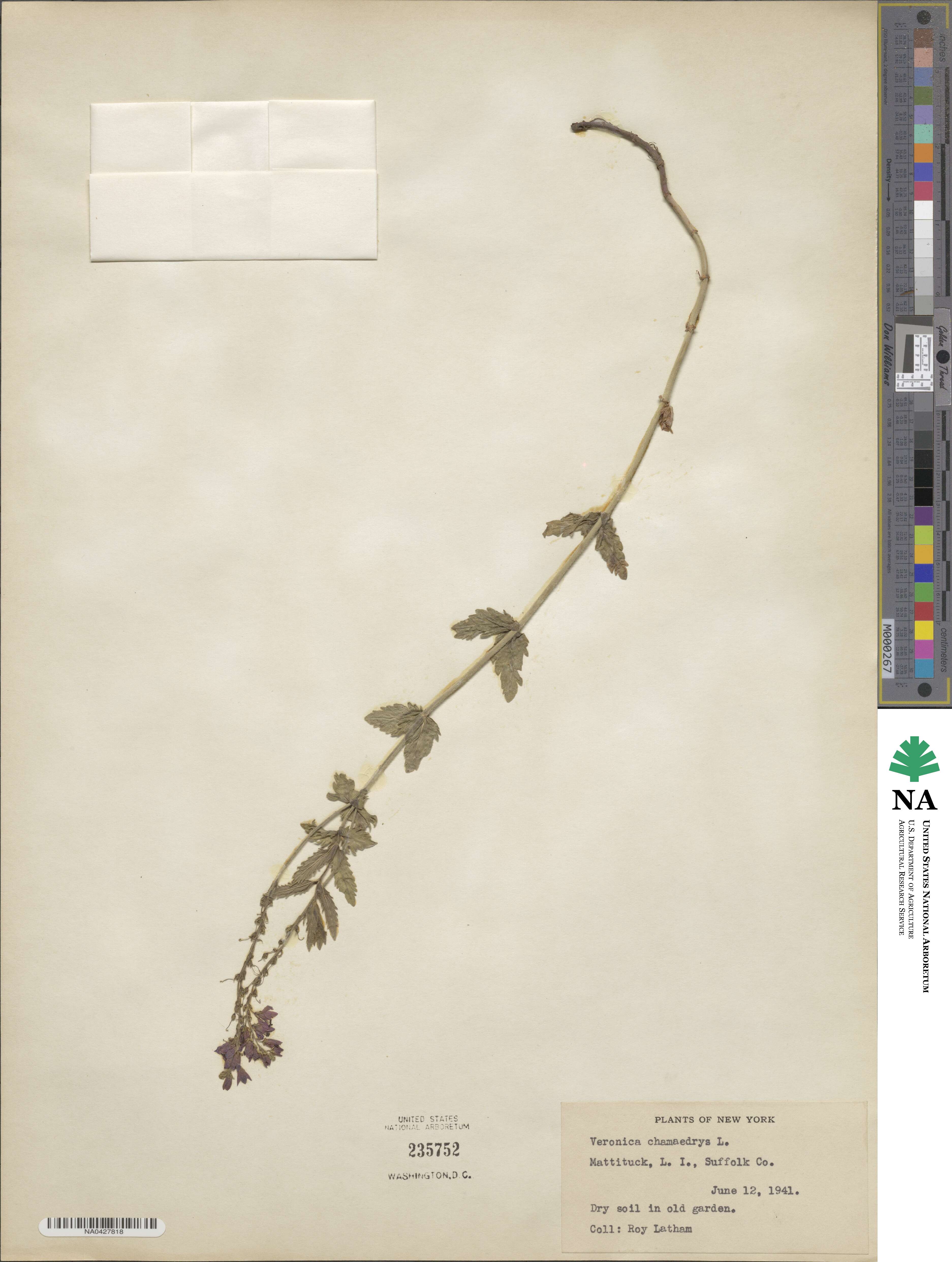 Veronica chamaedrys image
