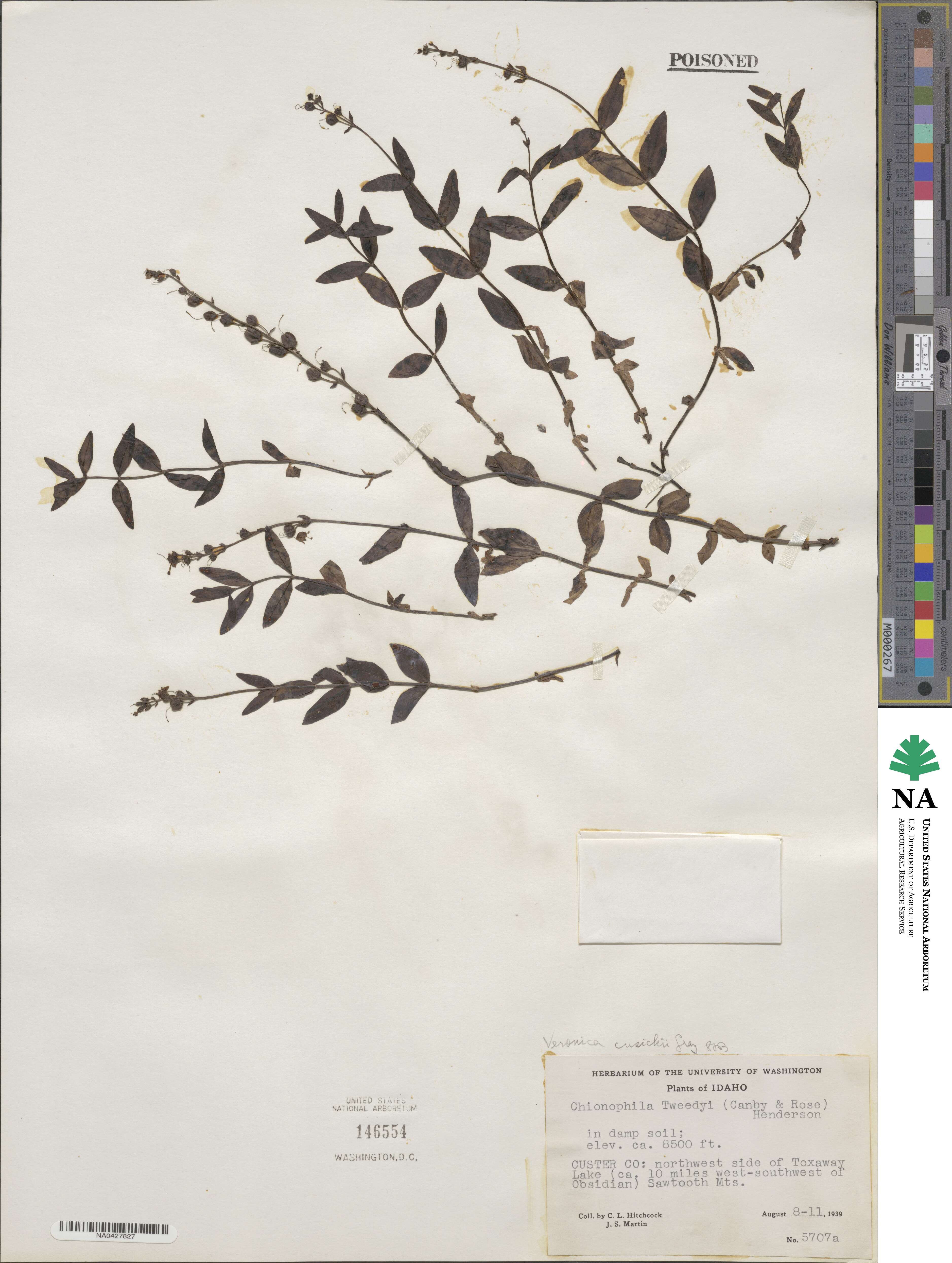 Veronica cusickii image