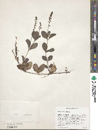 Veronica officinalis image