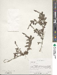 Veronica officinalis image