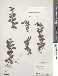 Veronica officinalis image