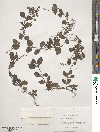 Veronica officinalis image