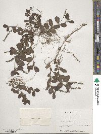 Veronica officinalis image