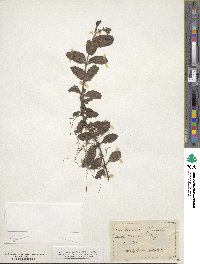 Veronica officinalis image