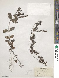 Veronica officinalis image