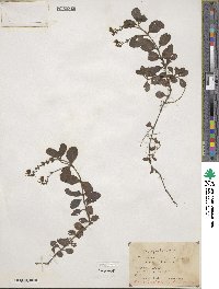 Veronica officinalis image