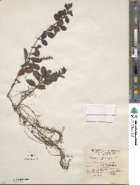 Veronica officinalis image