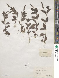 Veronica officinalis image