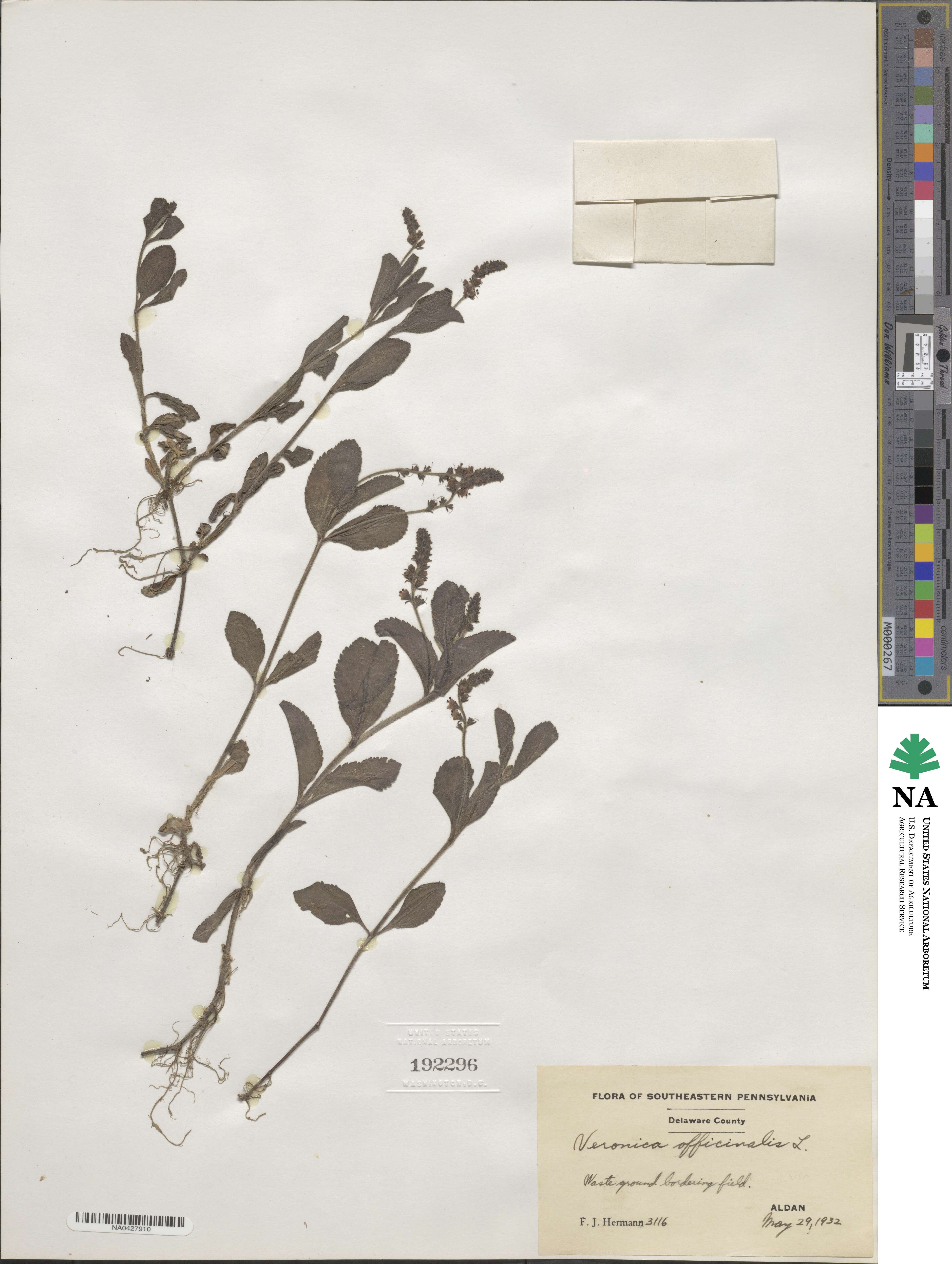Veronica officinalis image