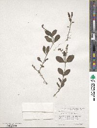 Veronica officinalis image