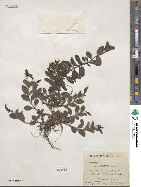 Veronica officinalis image