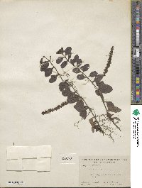 Veronica officinalis image