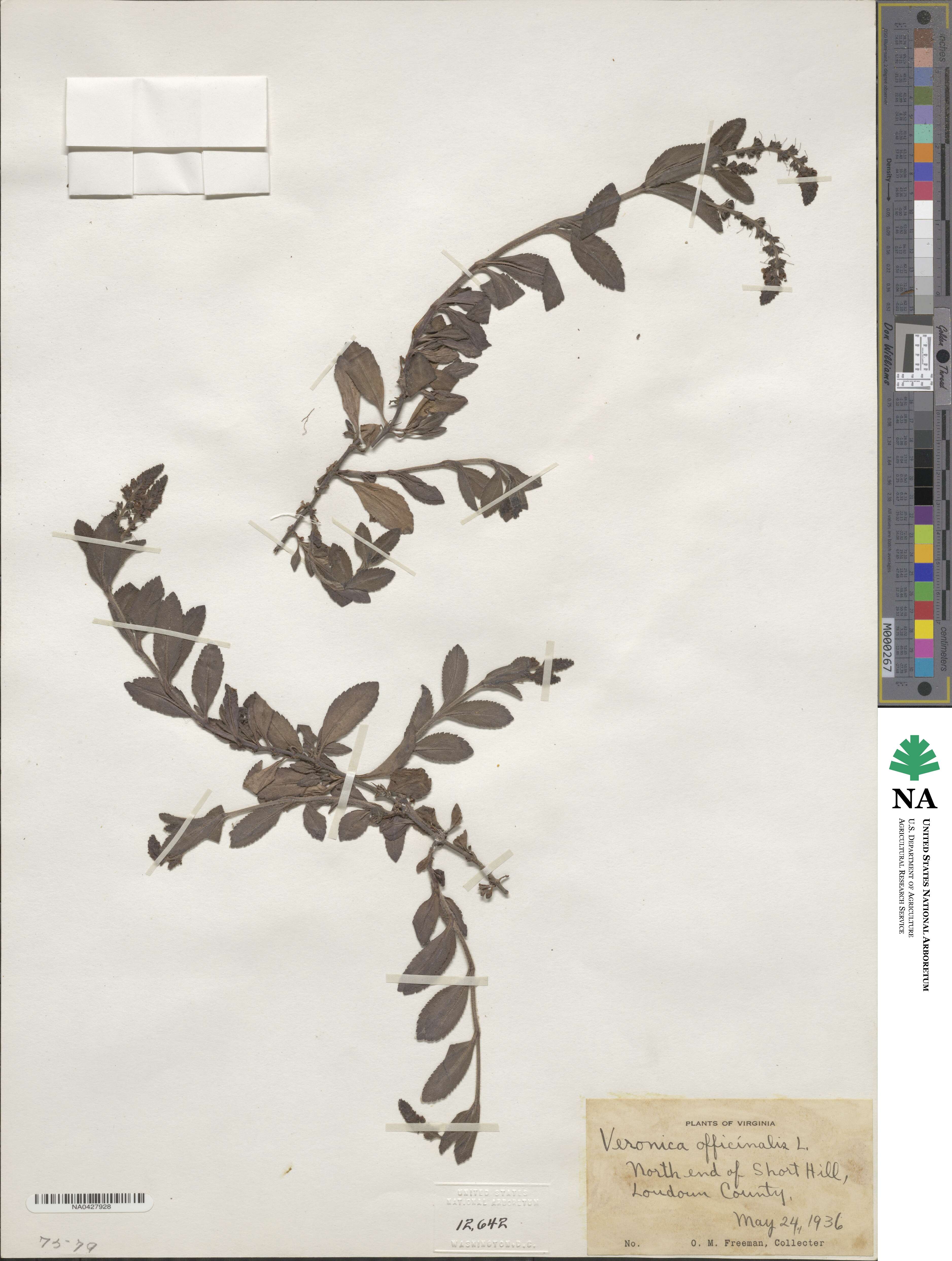 Veronica officinalis image