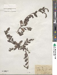 Veronica officinalis image