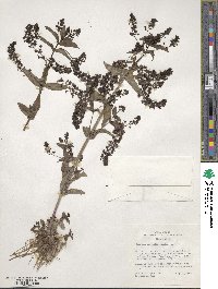 Veronica anagallis-aquatica image