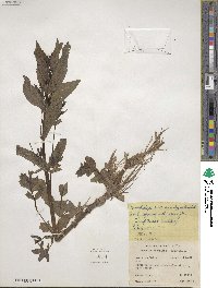 Veronica anagallis-aquatica image