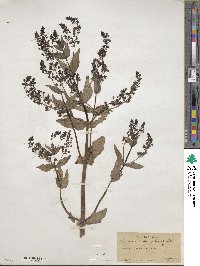 Veronica anagallis-aquatica image