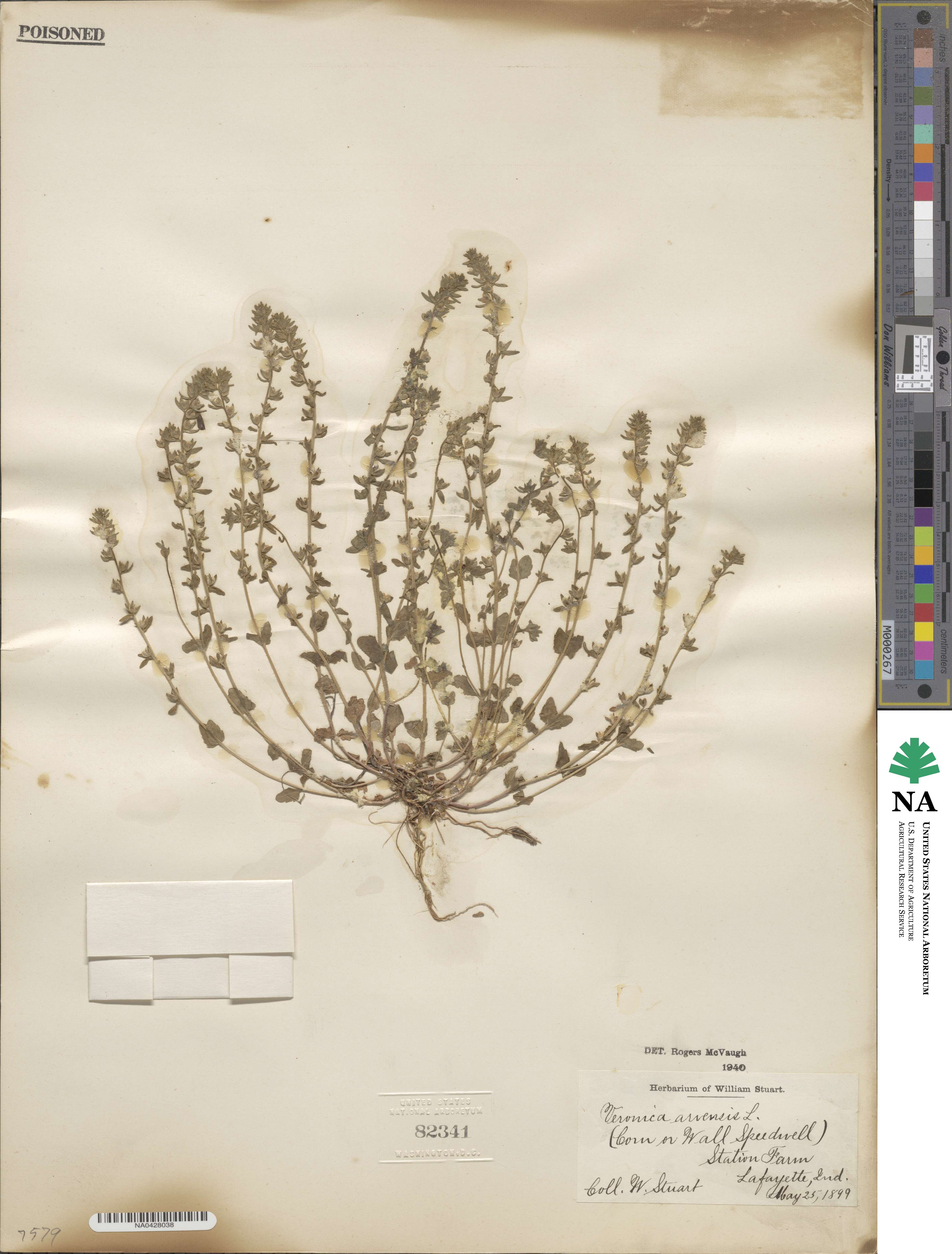 Veronica arvensis image