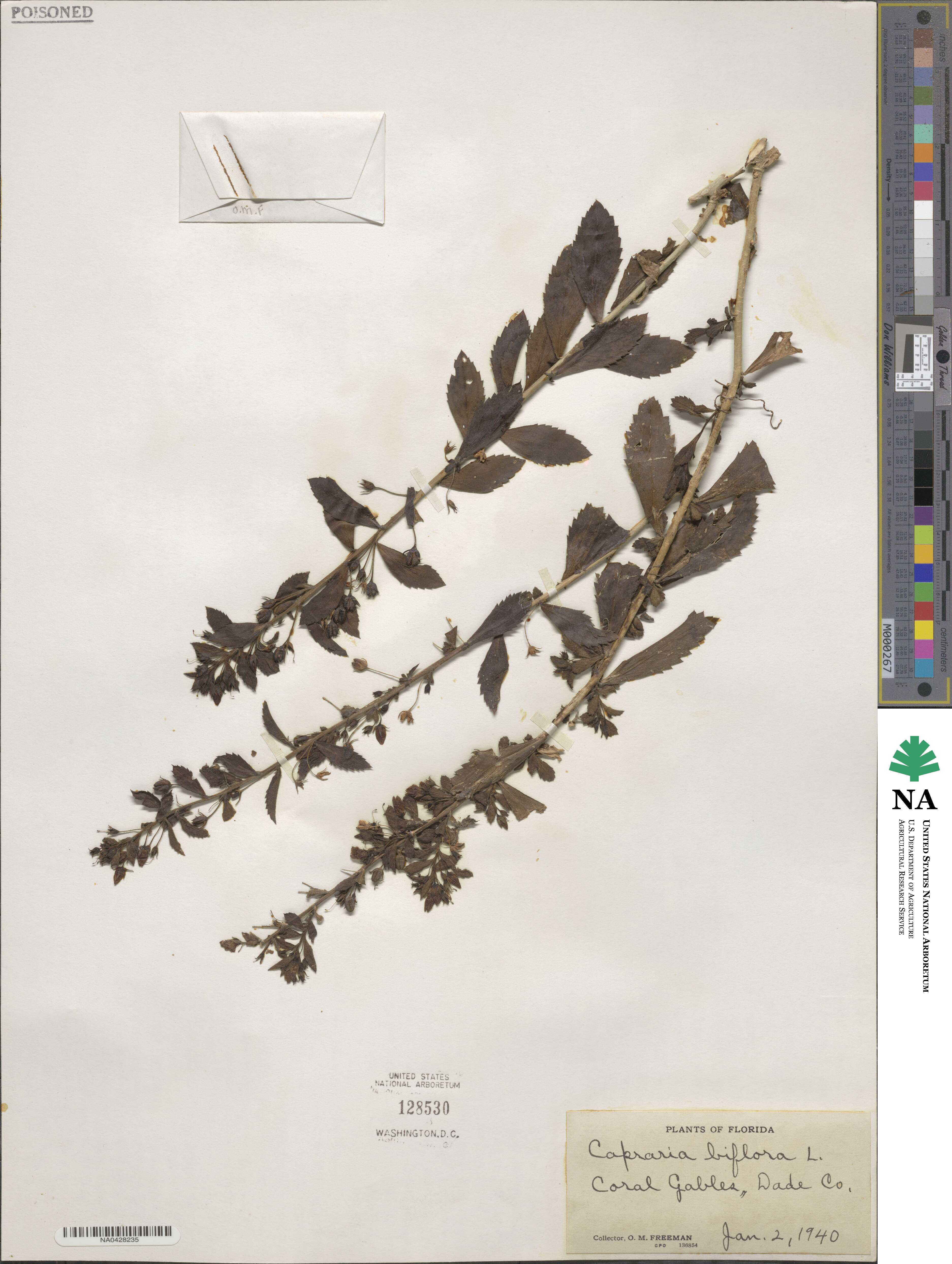 Capraria biflora image