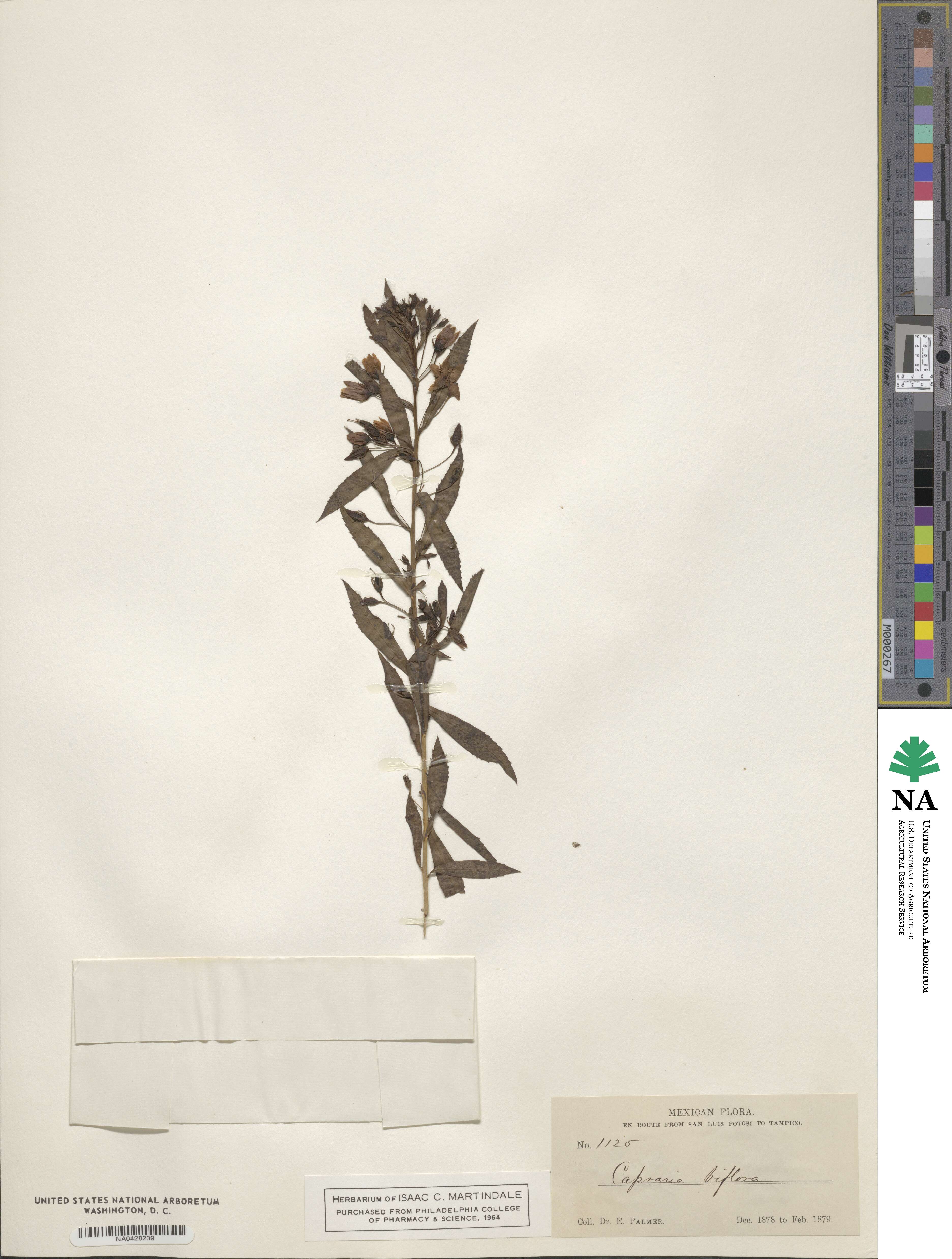 Capraria biflora image