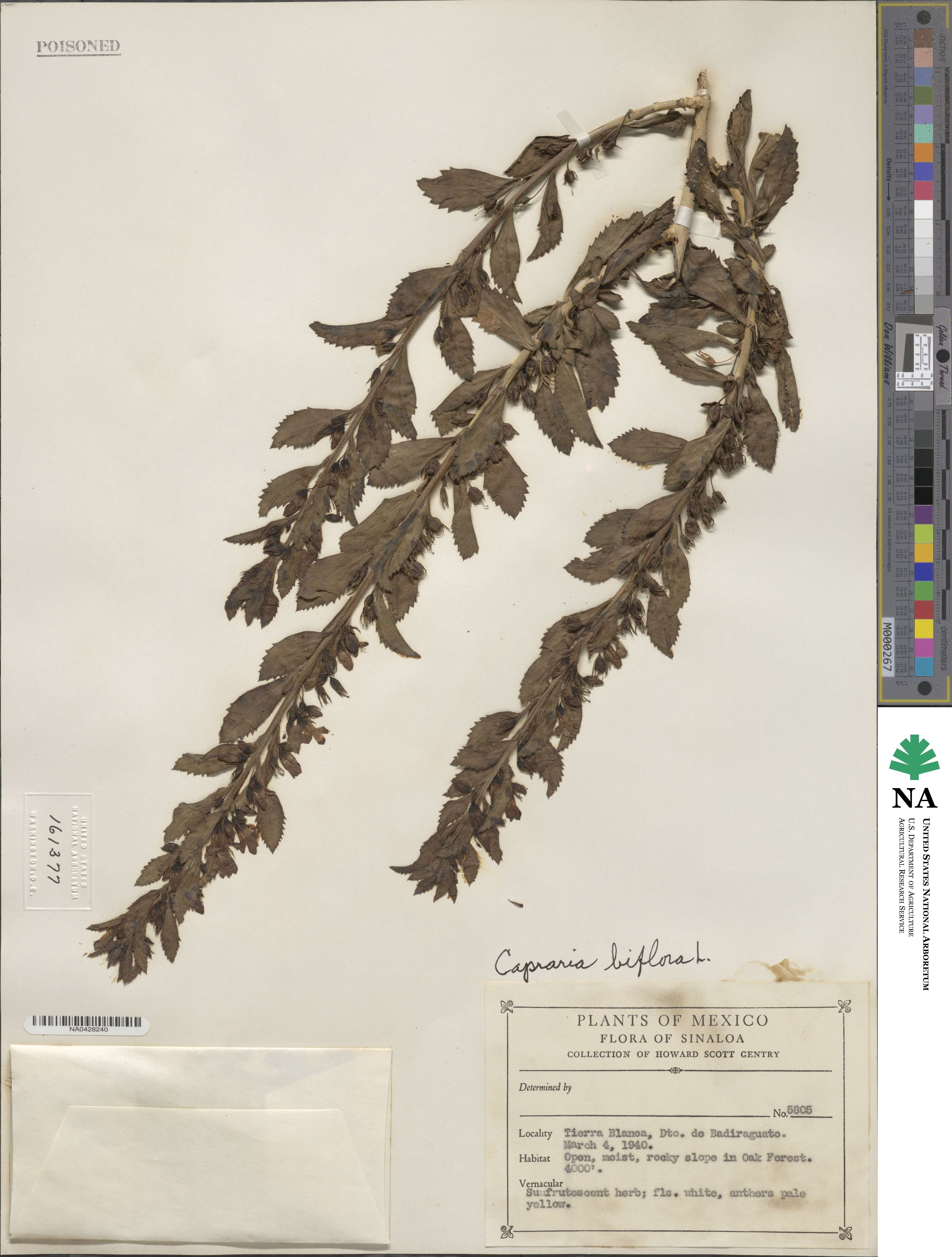 Capraria biflora image