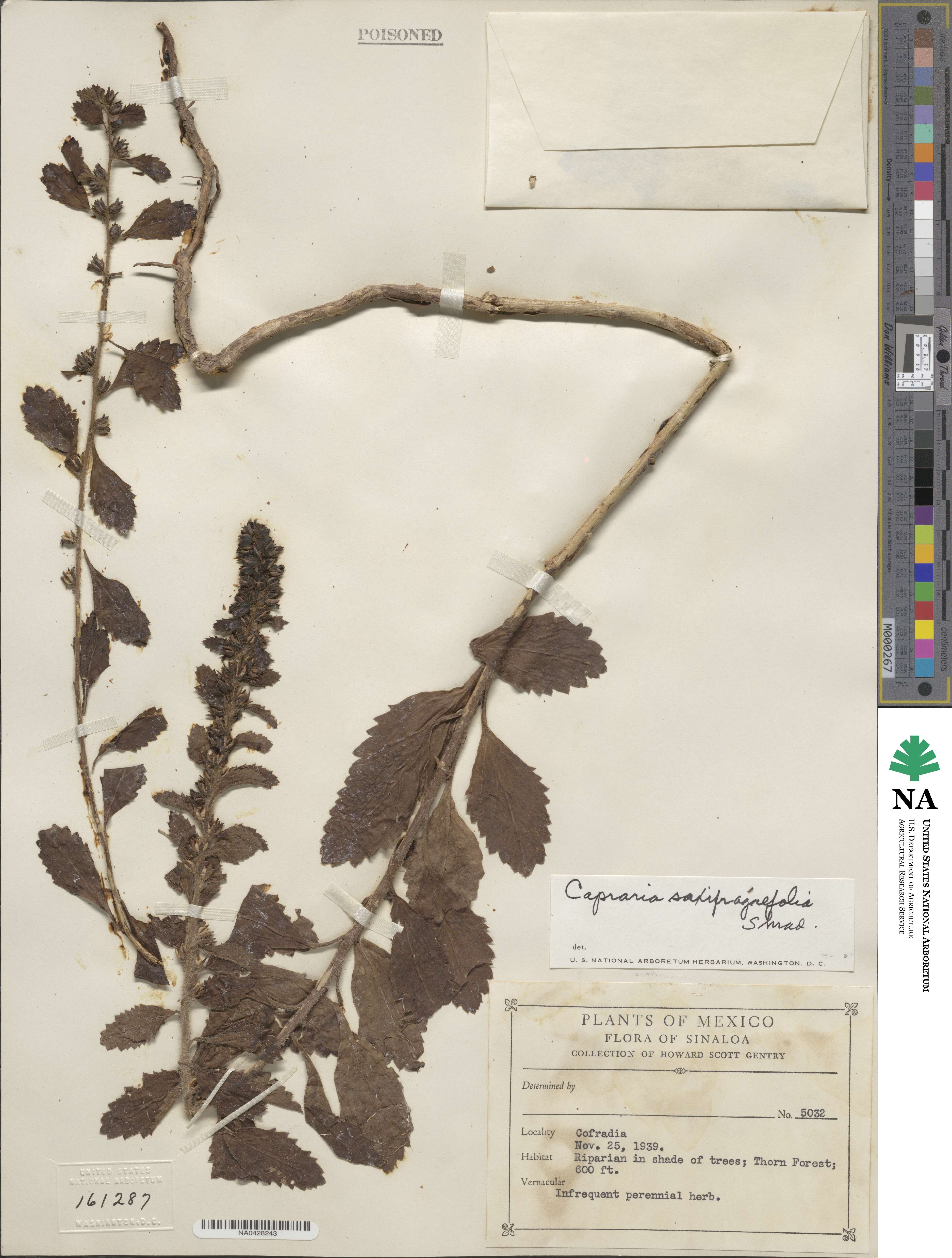 Capraria frutescens image