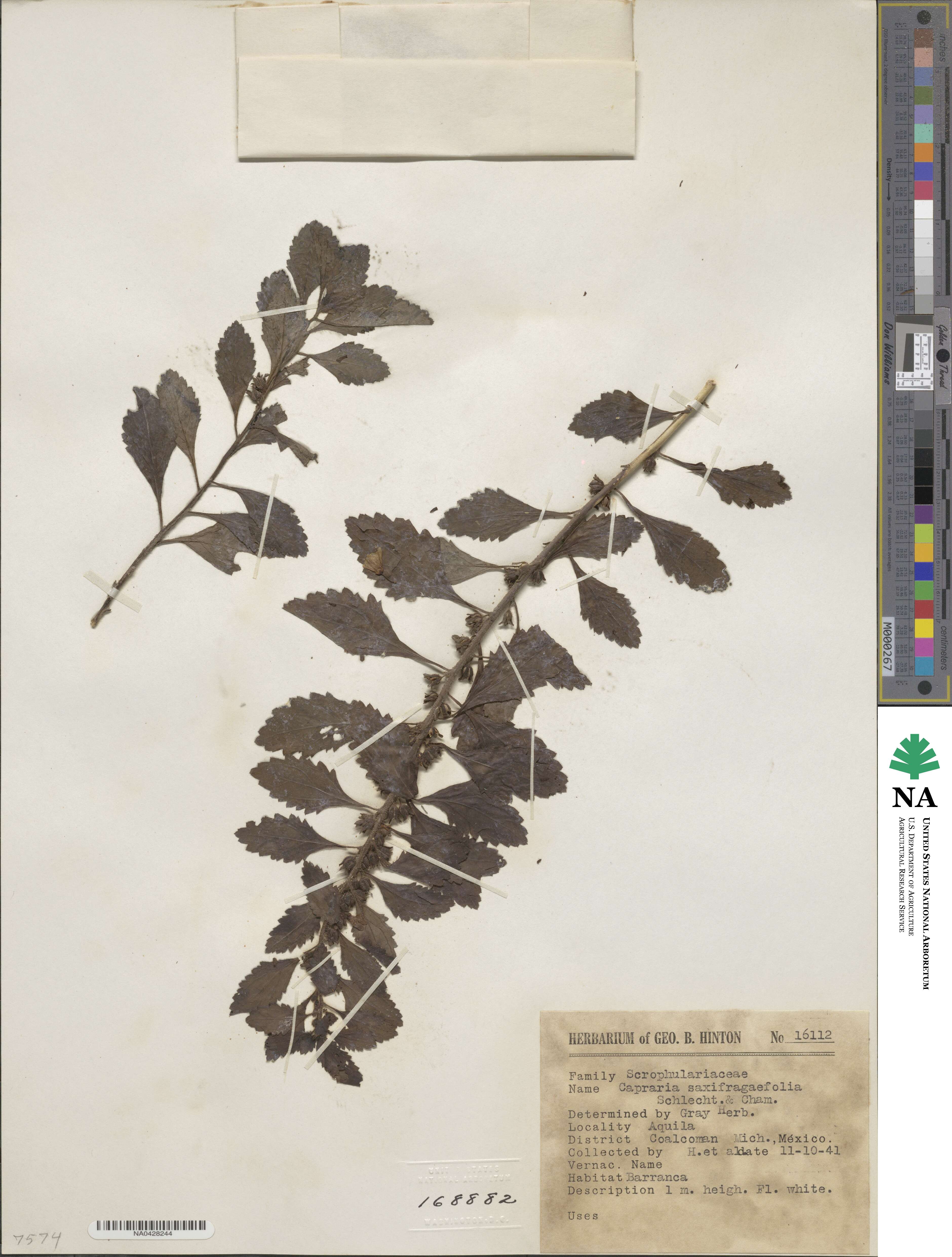 Capraria frutescens image