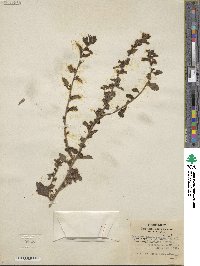 Capraria frutescens image