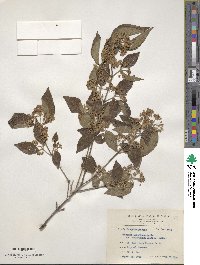 Viburnum formosanum subsp. formosanum image