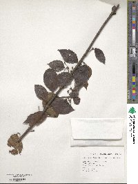 Viburnum formosanum image