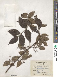 Viburnum formosanum subsp. formosanum image