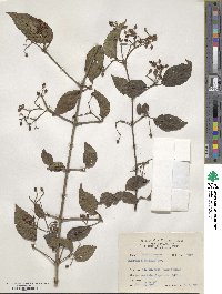 Viburnum formosanum subsp. formosanum image