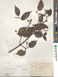 Viburnum mullaha image