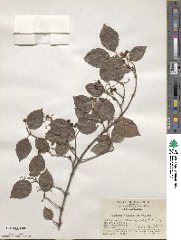 Viburnum mullaha image