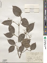 Viburnum mullaha image