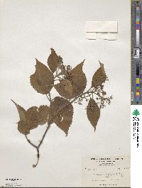 Viburnum mullaha image